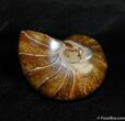 Inch Nautilus fossil from Madagascar #629-1